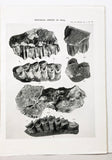 The Fossil Giraffidae of India