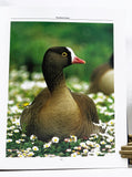 Natural History of the Waterfowl