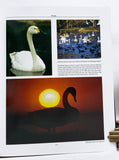 Natural History of the Waterfowl