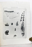 The Artiodactyla of the Eocene of Burma