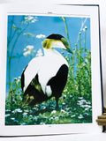 Natural History of the Waterfowl
