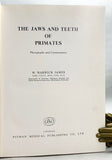 The Jaws and Teeth of Primates