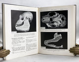 The Jaws and Teeth of Primates