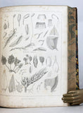 Report of Explorations and Surveys, to ascertain the most practical and economical route for a railroad from the Mississippi River to the Pacific Ocean made in 1853-4, Volume IV: Report on the Botany of the Expedition