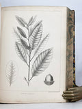 Report of Explorations and Surveys, to ascertain the most practical and economical route for a railroad from the Mississippi River to the Pacific Ocean made in 1853-4, Volume IV: Report on the Botany of the Expedition