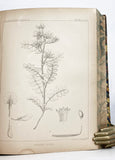 Report of Explorations and Surveys, to ascertain the most practical and economical route for a railroad from the Mississippi River to the Pacific Ocean made in 1853-4, Volume IV: Report on the Botany of the Expedition