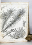 Report of Explorations and Surveys, to ascertain the most practical and economical route for a railroad from the Mississippi River to the Pacific Ocean made in 1853-4, Volume IV: Report on the Botany of the Expedition