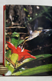 Nidularium: Bromeliads of the Atlantic Coast