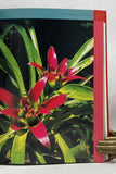 Nidularium: Bromeliads of the Atlantic Coast