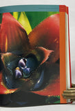 Nidularium: Bromeliads of the Atlantic Coast