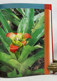 Nidularium: Bromeliads of the Atlantic Coast