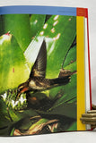Nidularium: Bromeliads of the Atlantic Coast