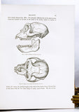 Anatomical and Zoological Researches: Comprising an account of the zoological results of the two expeditions to western Yunnan in 1868 and 1875