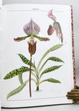 The Slipper Orchids: Selenipedium, Phragmipedium, Criosanthes, Cypripedium, Paphiopedilum (the Collector’s edition limited to 100 copies signed by the author and artist)