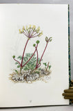 Geophytic Pelargoniums: Field and Cultivation Studies of Pelargonium section Hoarea (the Collector’s edition of 25 numbered copies each signed by the author and artist)