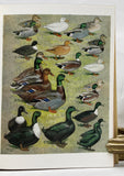 The Waterfowl of the World, in 4 volumes, in a color pictorial slipcase