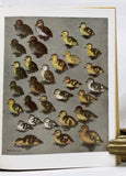 The Waterfowl of the World, in 4 volumes, in a color pictorial slipcase