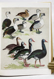 The Waterfowl of the World, in 4 volumes, in a color pictorial slipcase