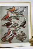 The Waterfowl of the World, in 4 volumes, in a color pictorial slipcase