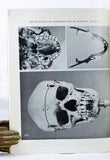 The Osteology of Aboriginal Man in Tasmania