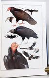 The Field Guide Art of Roger Tory Peterson: Eastern Birds and Western Birds, in two volumes, each volume is signed by Roger Tory Peterson on the title page