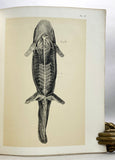 Aanteekeningen over de anatomie van Cryptobranchus japonicus