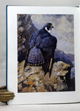 Return of the Peregrine: A North American Sage of Tenacity and Teamwork