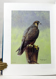 Return of the Peregrine: A North American Sage of Tenacity and Teamwork