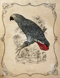 Ash-Coloured or Grey Parrot Hand-Colored Plate