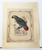 Ash-Coloured or Grey Parrot Hand-Colored Plate