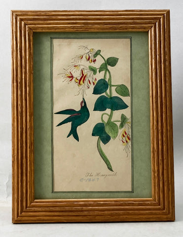 The Honeysuckle and Hummingbird Framed Hand-colored Plate