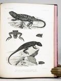 Report upon the Collections of Batrachians and Reptiles made in portions of Nevada, Utah, California, Colorado, New Mexico, and Arizona during the years 1871, 1872, 1873, and 1874