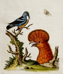 The Black and Blue Creeper and the Hoopoe Hen Hand-Colored Plate