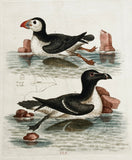 The Puffin and Razor-bill Hand-Colored Plate