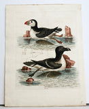 The Puffin and Razor-bill Hand-Colored Plate