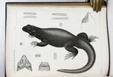 United States and Mexico Boundary Survey: Reptiles of the Boundary with 41 lithographed plates