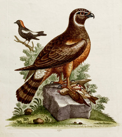 The Marsh-Hawk and Reed-Birds Hand-Colored Plate