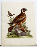 The Marsh-Hawk and Reed-Birds Hand-Colored Plate