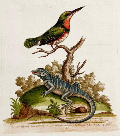 The Little Green and Orange-coloured King-Fifher and the Blue Lizard Hand-Colored Plate