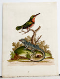 The Little Green and Orange-coloured King-Fifher and the Blue Lizard Hand-Colored Plate