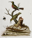 The Red-breafted Green Creeper and the Spotted Green Creeper Hand-Colored Plate