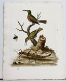The Red-breafted Green Creeper and the Spotted Green Creeper Hand-Colored Plate