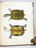 The Turtles of New England