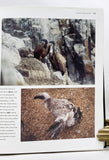The California Condor: A Saga of Natural History and Conservation
