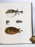 Zoology of New York or the New York Fauna, Part III: Reptiles and Amphibia + Part IV: Fishes, in 2 volumes (the rare hand-colored plate version)