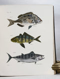 Zoology of New York or the New York Fauna, Part III: Reptiles and Amphibia + Part IV: Fishes, in 2 volumes (the rare hand-colored plate version)
