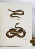 Zoology of New York or the New York Fauna, Part III: Reptiles and Amphibia + Part IV: Fishes, in 2 volumes (the rare hand-colored plate version)