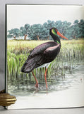Storks, Ibises and Spoonbills of the World