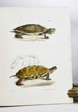 Zoology of New York or the New York Fauna, Part III: Reptiles and Amphibia + Part IV: Fishes, in 2 volumes (the rare hand-colored plate version)