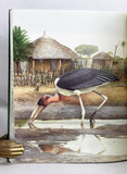 Storks, Ibises and Spoonbills of the World